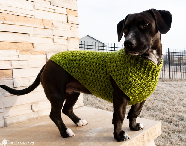 A Dog Sweater Is a Great Gift Idea